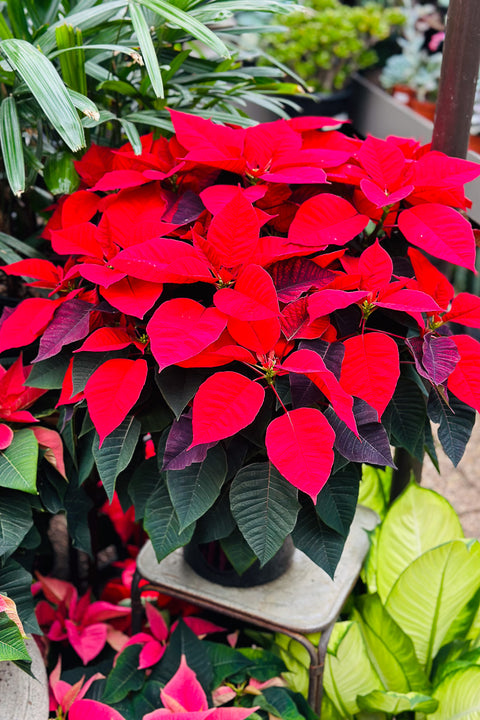 Poinsettia, Red 12"