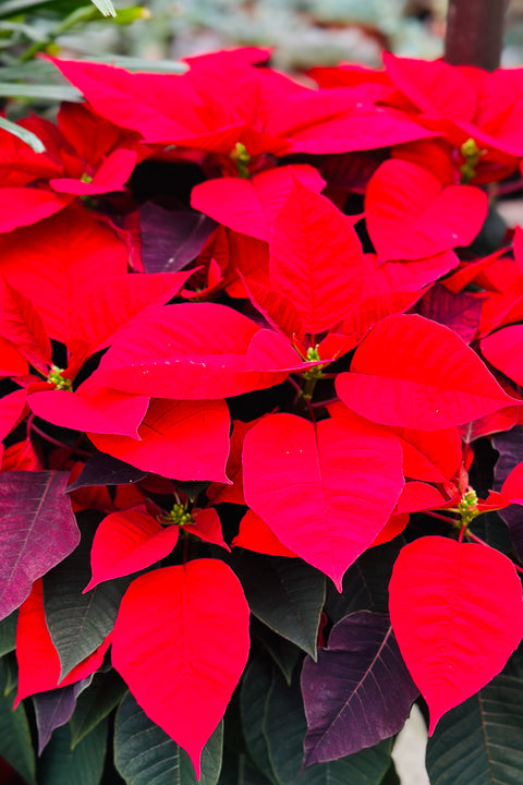 Poinsettia, Red 12"