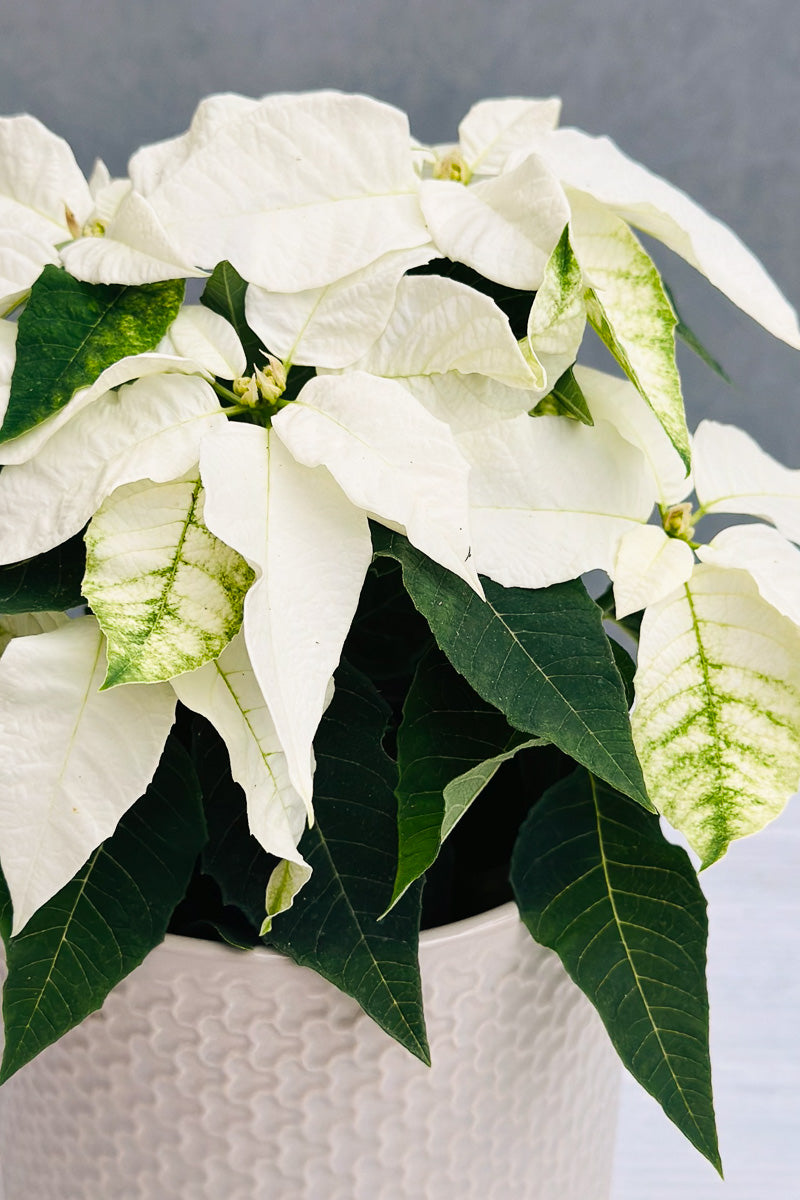 Poinsettia Princettia Pearl White 4"