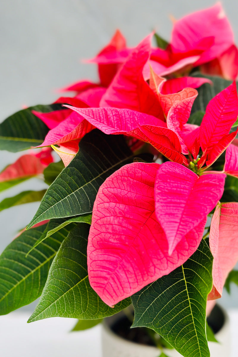 Poinsettia, Pink 4"