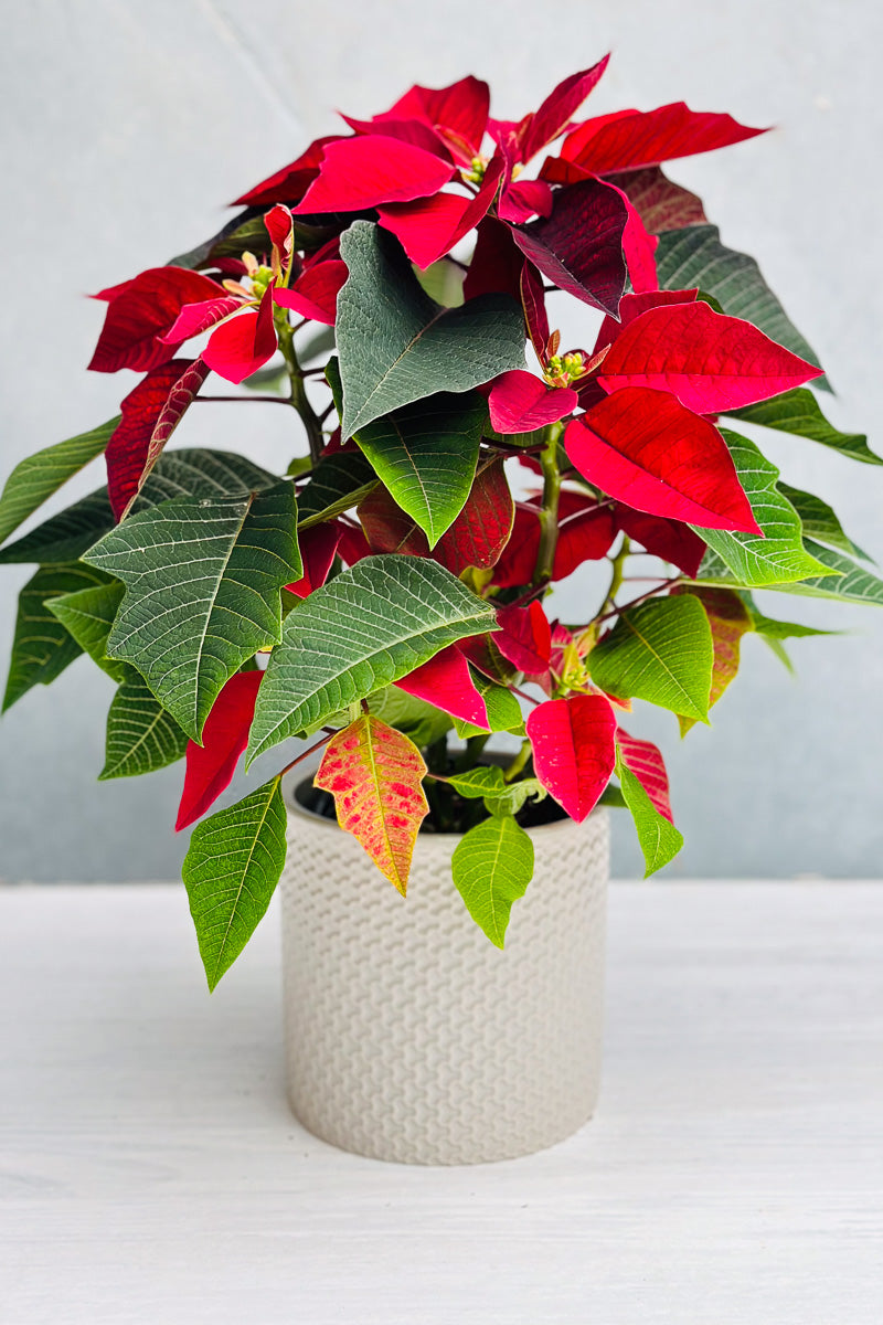 Poinsettia, Burgundy 8"