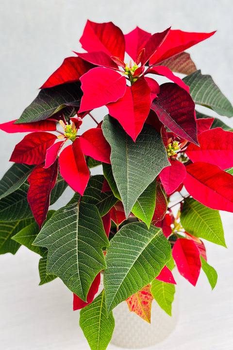 Poinsettia, Burgundy 4"