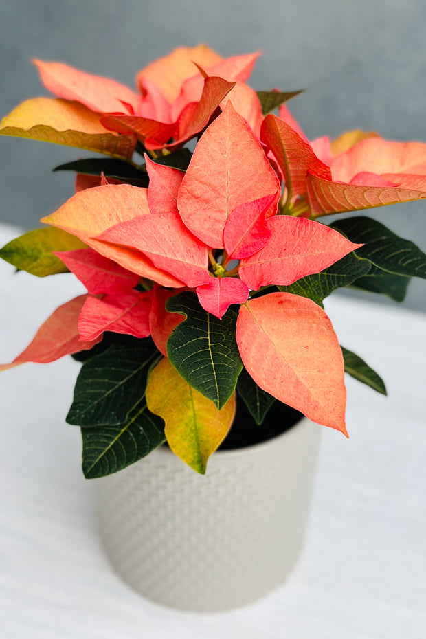 Poinsettia, Harvest Glow 4"