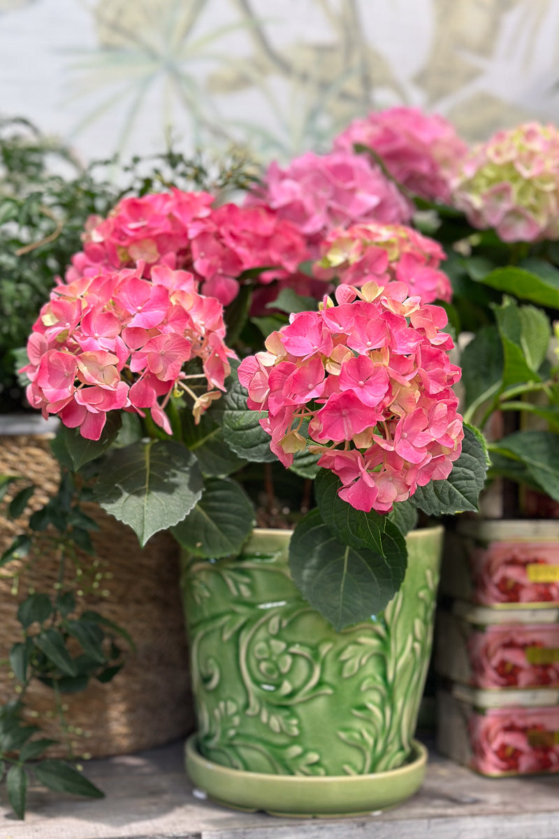 Hydrangea, Florist Pink 5"