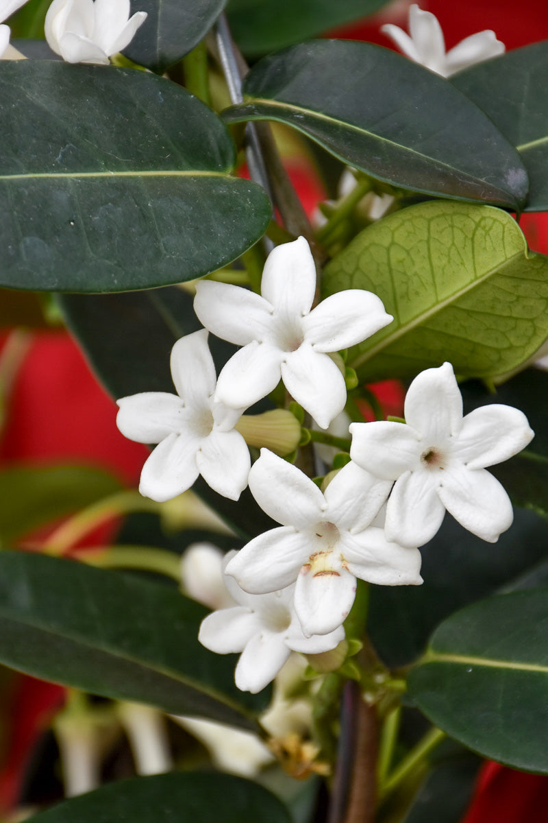Stephanotis, Madagascar Jasmine 5" Hoop