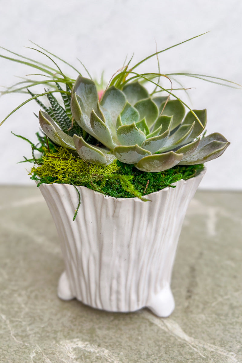 Chalet Signature Spring Succulent Mellie