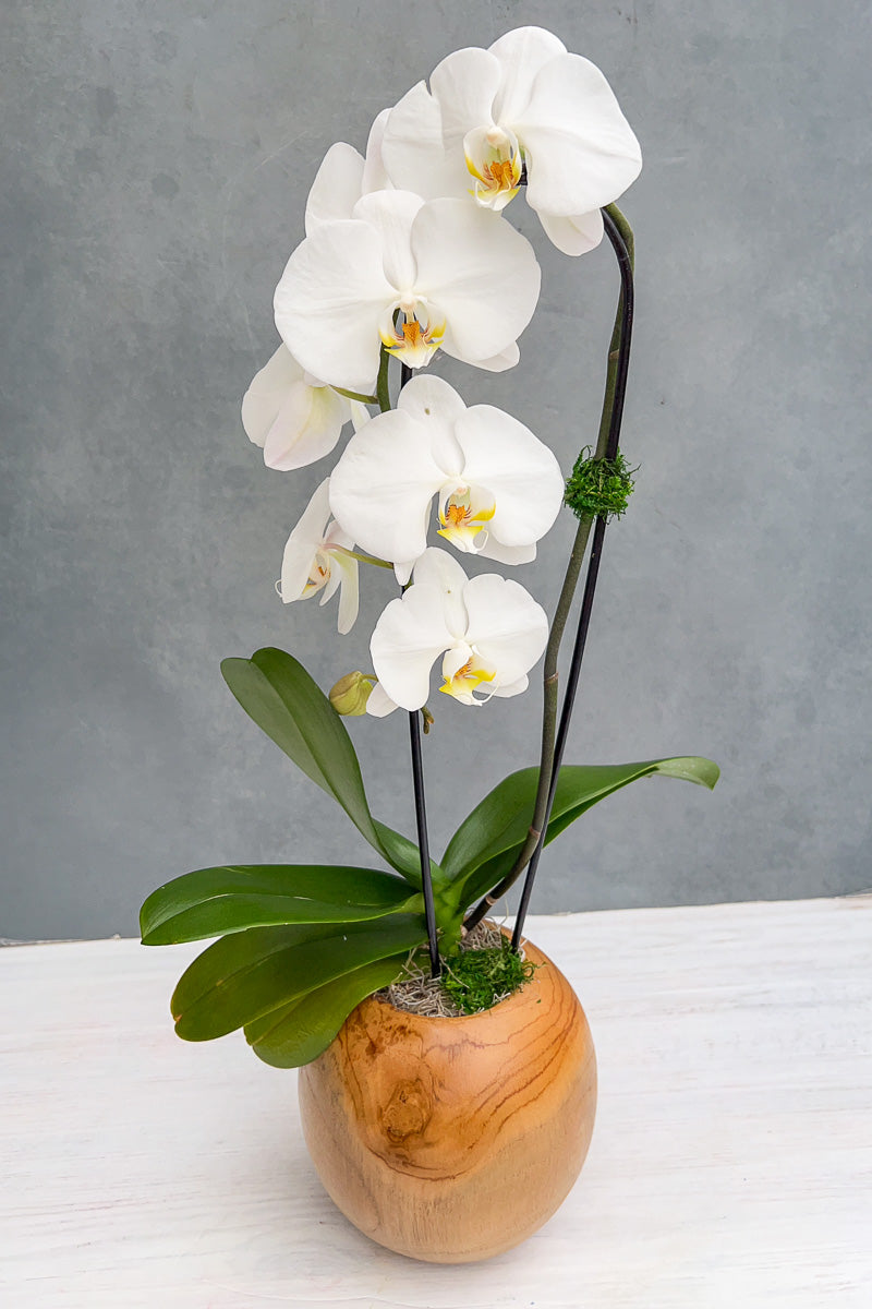 Chalet Signature Waterfall Orchid Teak
