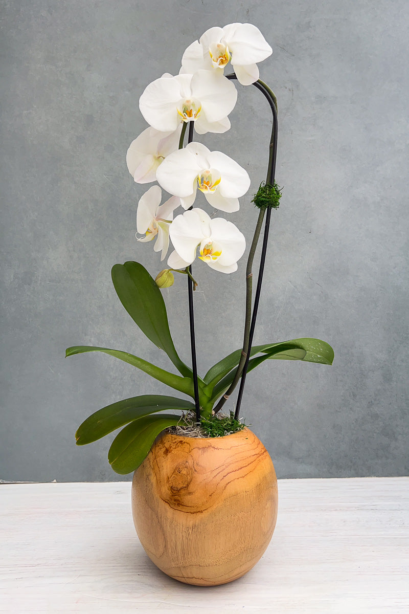 Chalet Signature Waterfall Orchid Teak