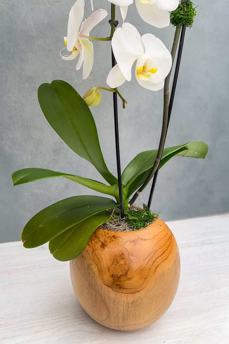 Chalet Signature Waterfall Orchid Teak