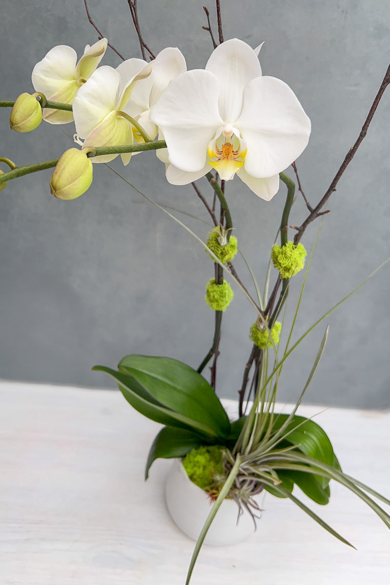 Chalet Signature White Orchid LG Tegan