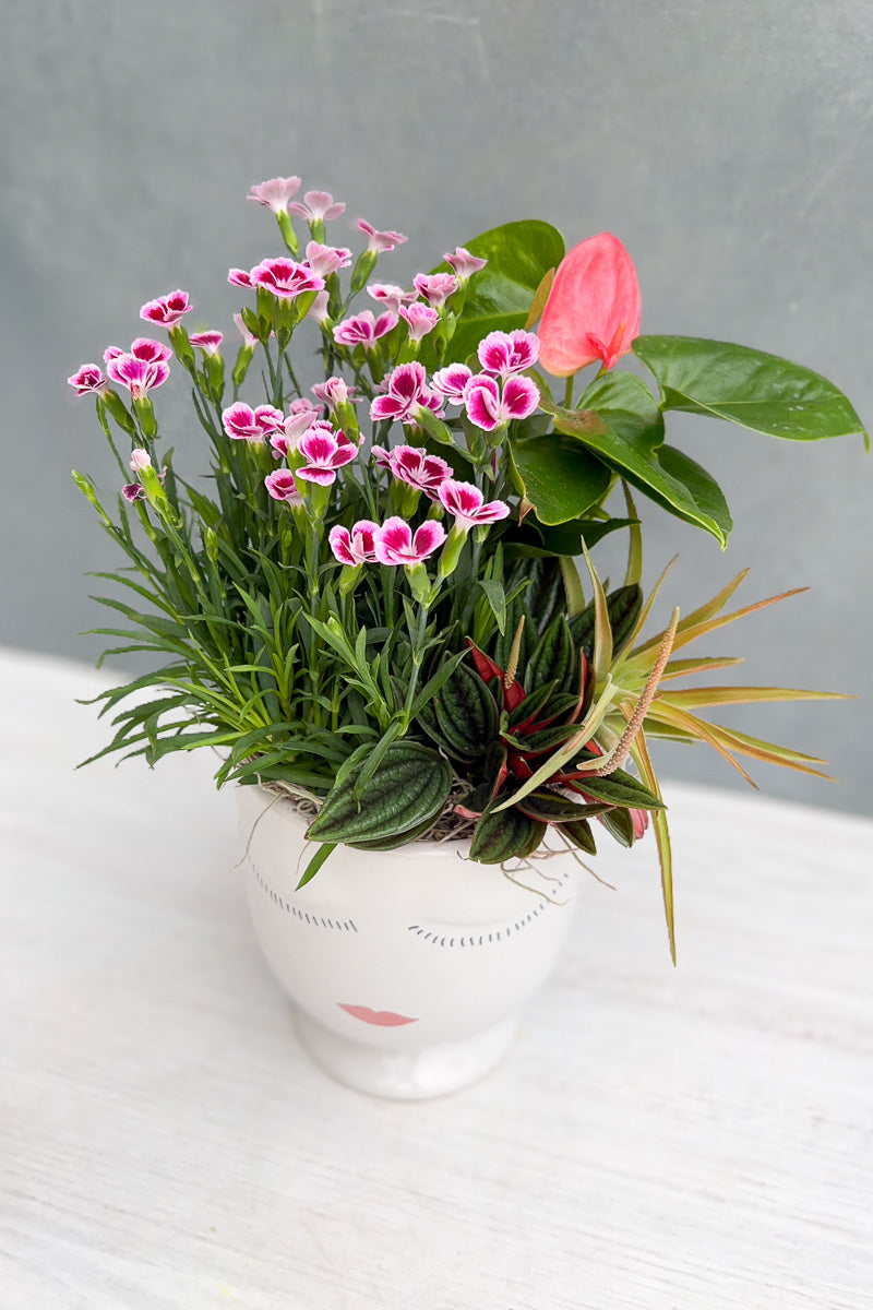 Chalet Signature Flowering Celfie 6"