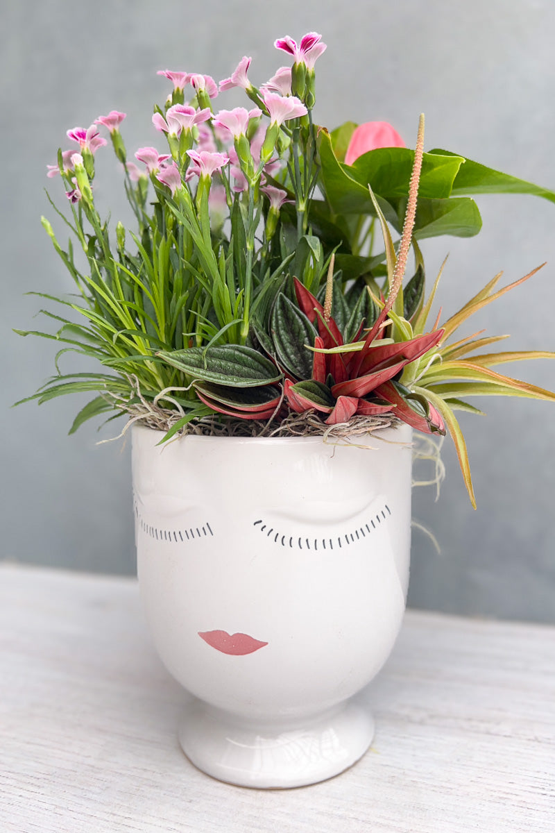 Chalet Signature Flowering Celfie 6"