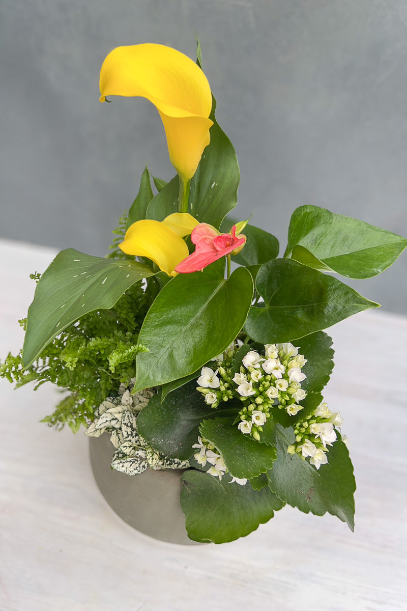 Chalet Signature Yellow Calla Ash 8"