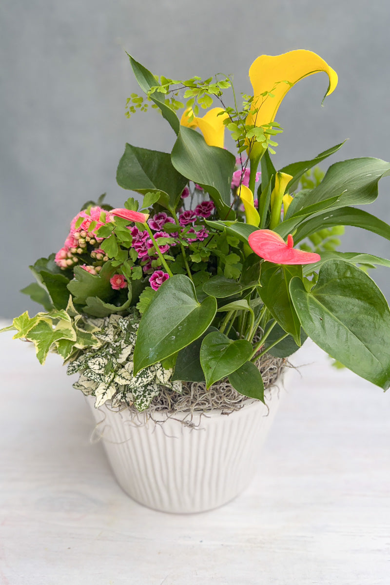 Chalet Signature Flowering Sinclair Cachepot