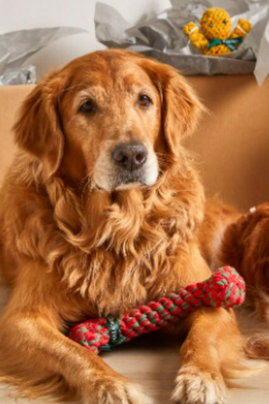 Jax & Bones Red and Green Bone 11"