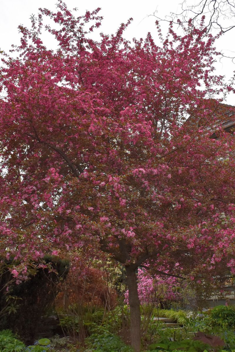 Crabapple, Royal Raindrops  Pk