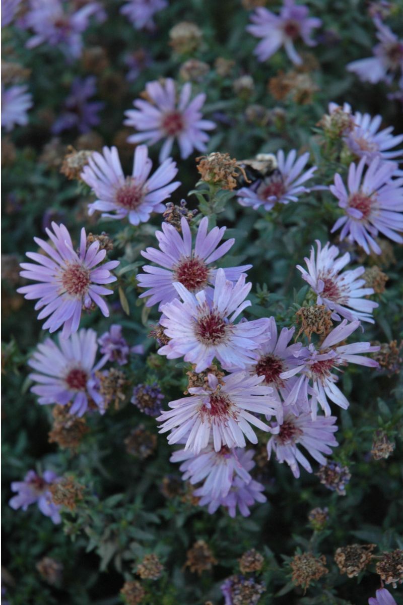 Aster, Wood's Blue