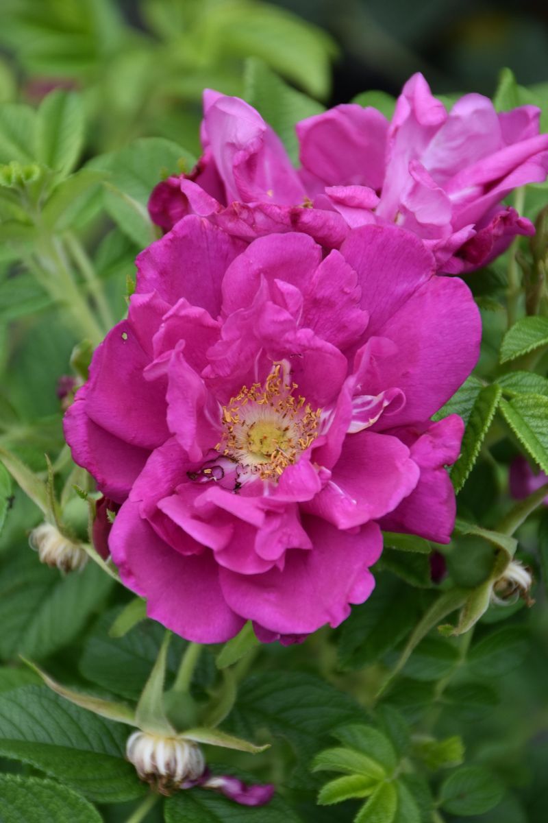 Rose, Purple Pavement