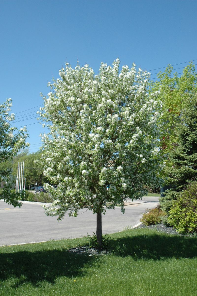 Crabapple, Spring Snow