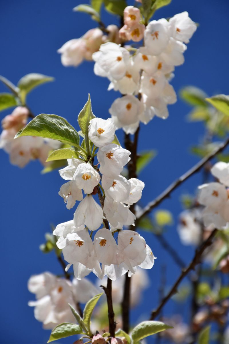 Silverbell, Carolina
