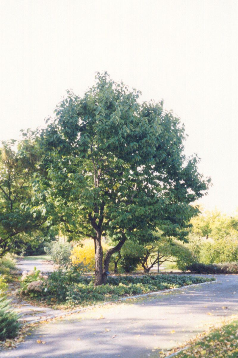 Silverbell, Carolina