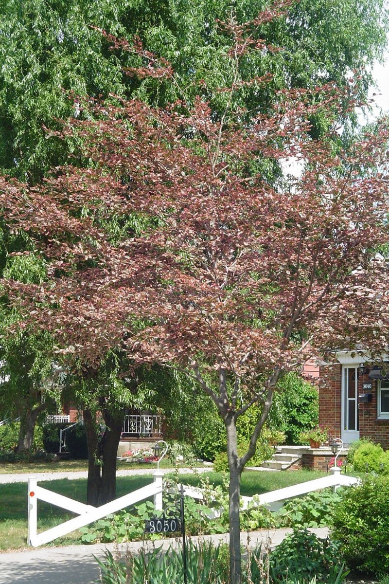 Beech, European Tricolor  5' Screen