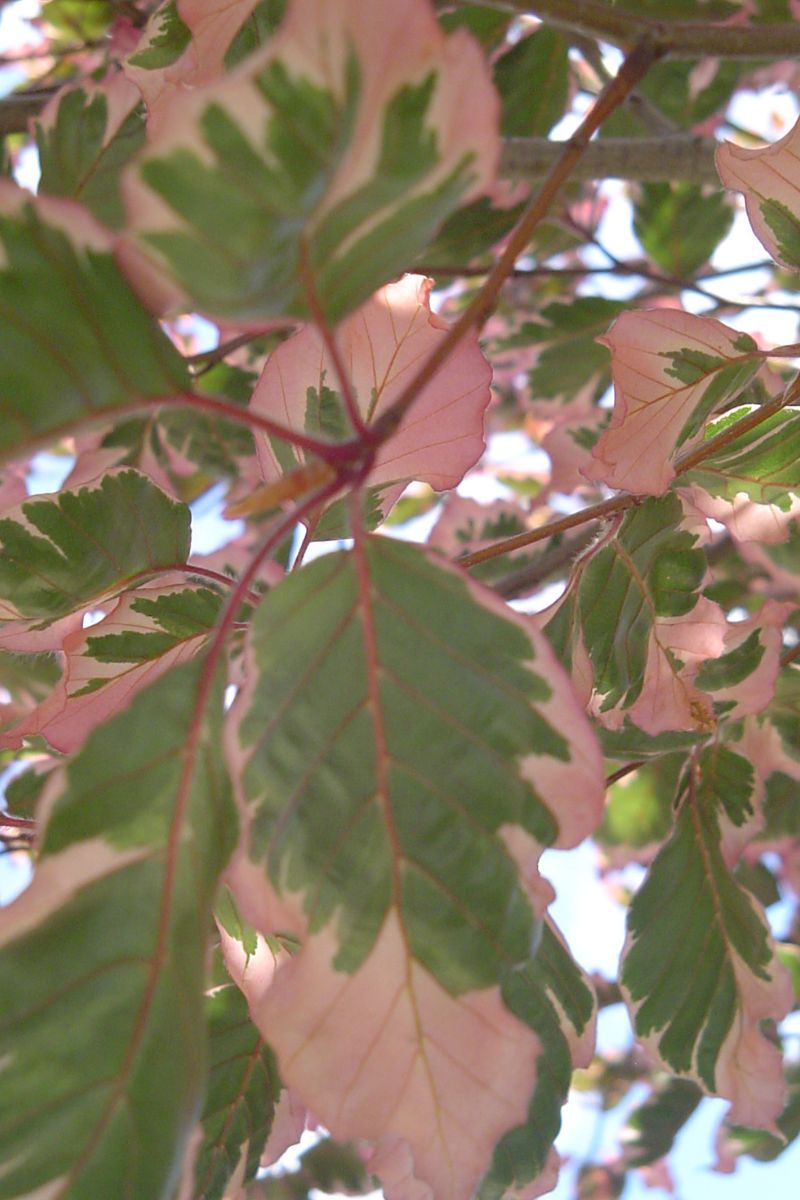Beech, European Tricolor  5' Screen