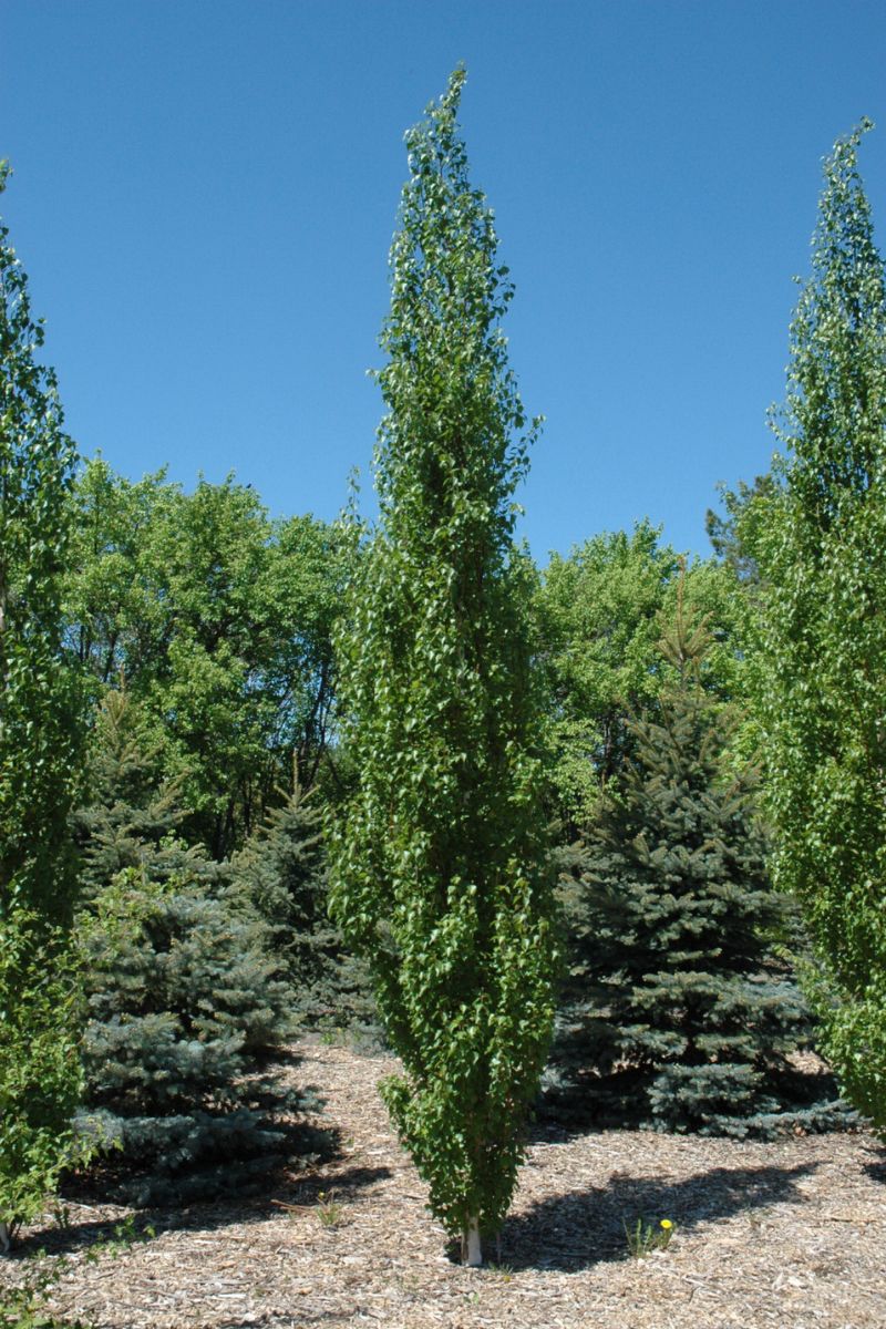 Birch, Parkland Pillar