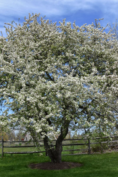 Crabapple, Snow Drift – Chalet