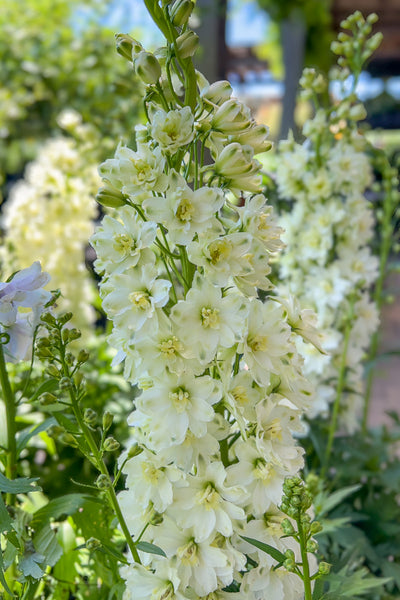 Delphinium, Delgenius Neva