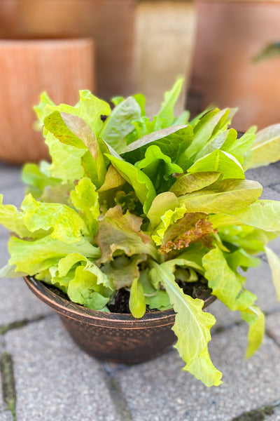 Veggi Lettuce Simply Salad City Garden Bowl
