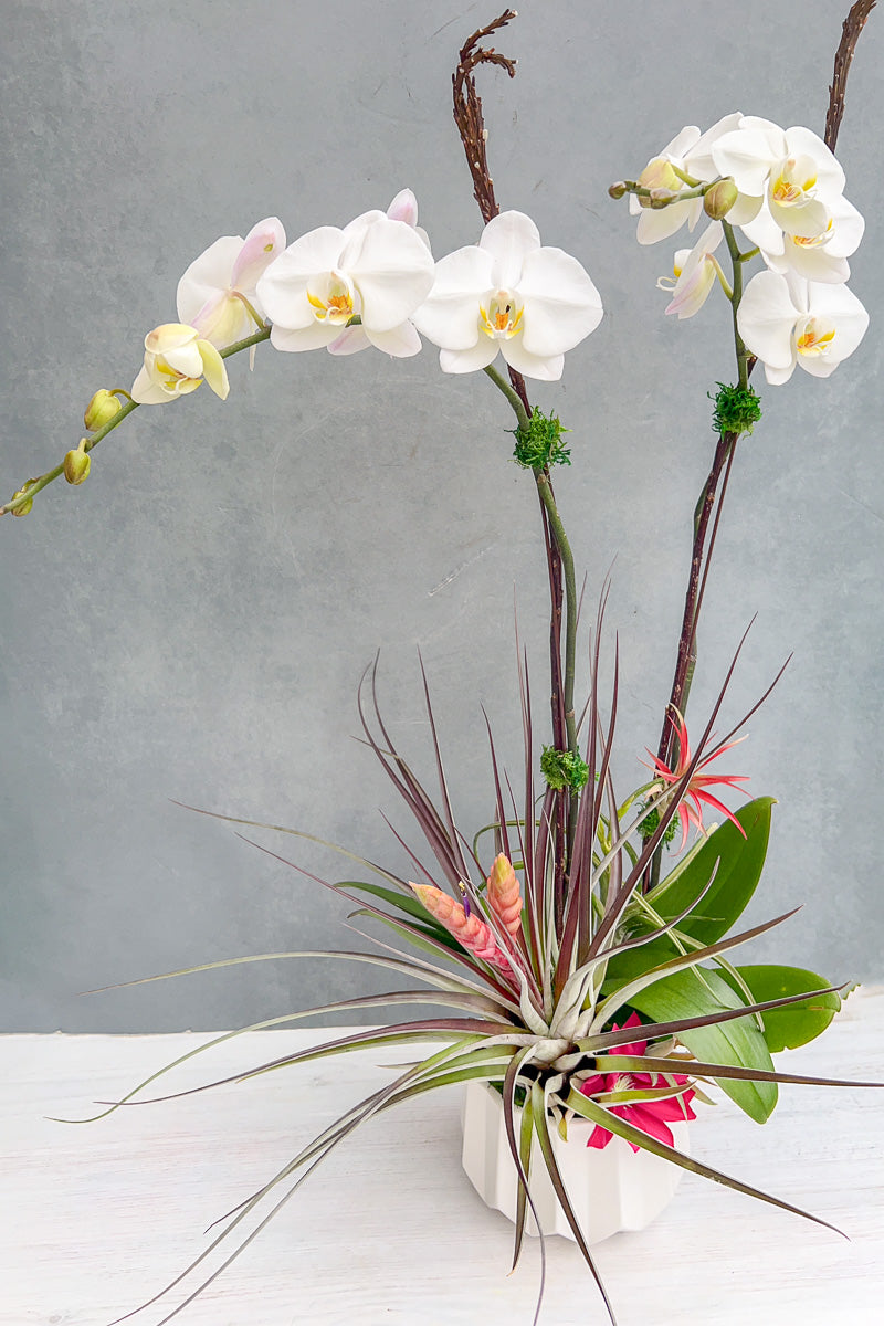 PRE-ORDER Chalet Signature Alluring Mother's Day Orchid 8"