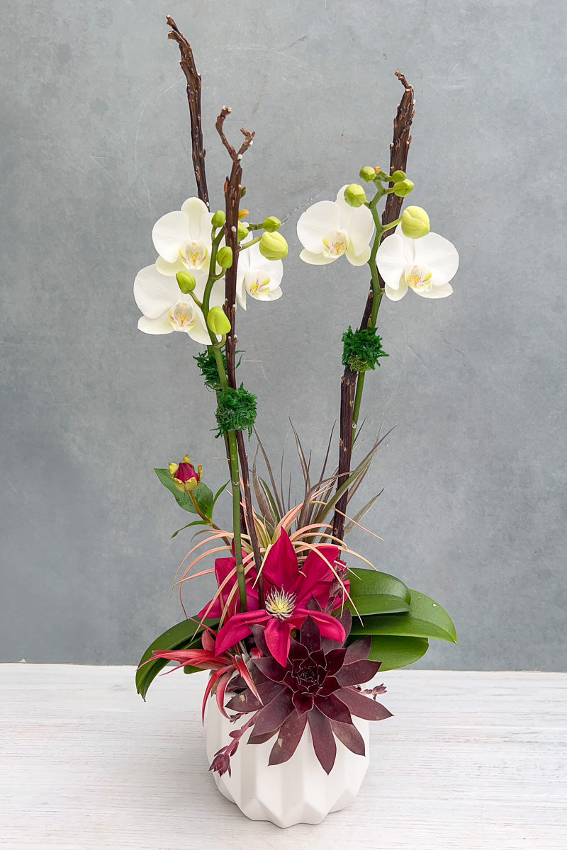 PRE-ORDER Chalet Signature Alluring Mother's Day Orchid 5"