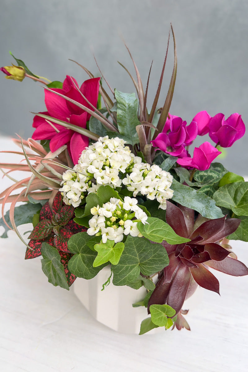 PRE-ORDER Chalet Signature Alluring Mother's Day Flowering 8"