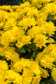 Mum Fall Yellow