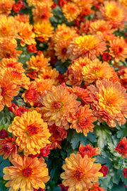 Mum Fall Orange