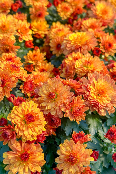 Mum, Fall Hardy Orange 6"