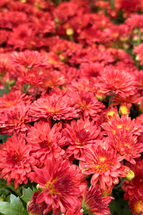 Mum Fall Red