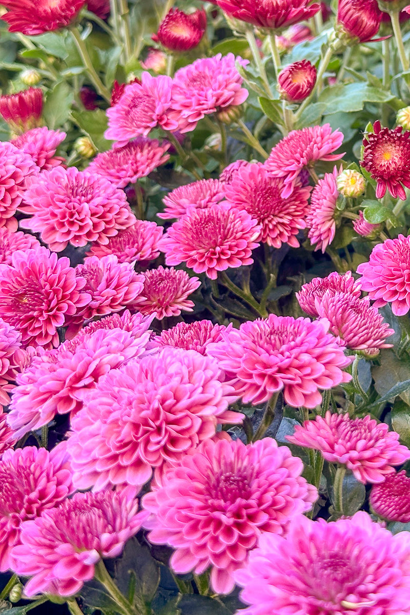 Mum, Fall Pink