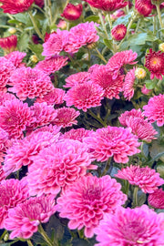 Mum Fall Hardy Pink