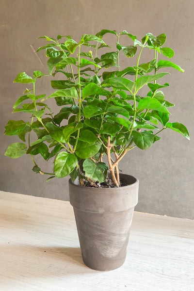 Jasmine Plant, 4" grey clay pot