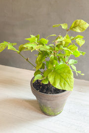 Jasmine Plant, 6" grey clay pot