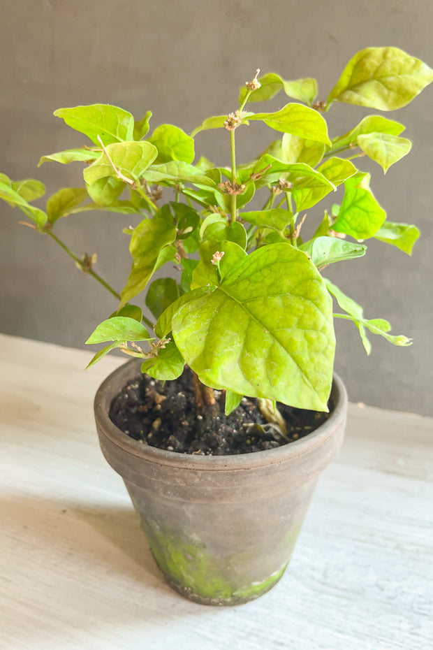 Jasmine Plant, 6" grey clay pot
