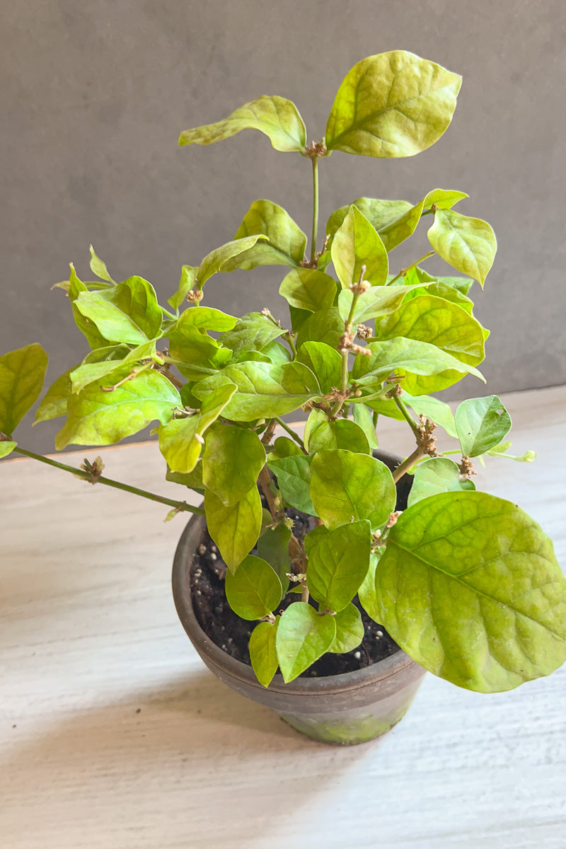 Jasmine Plant, 6" grey clay pot