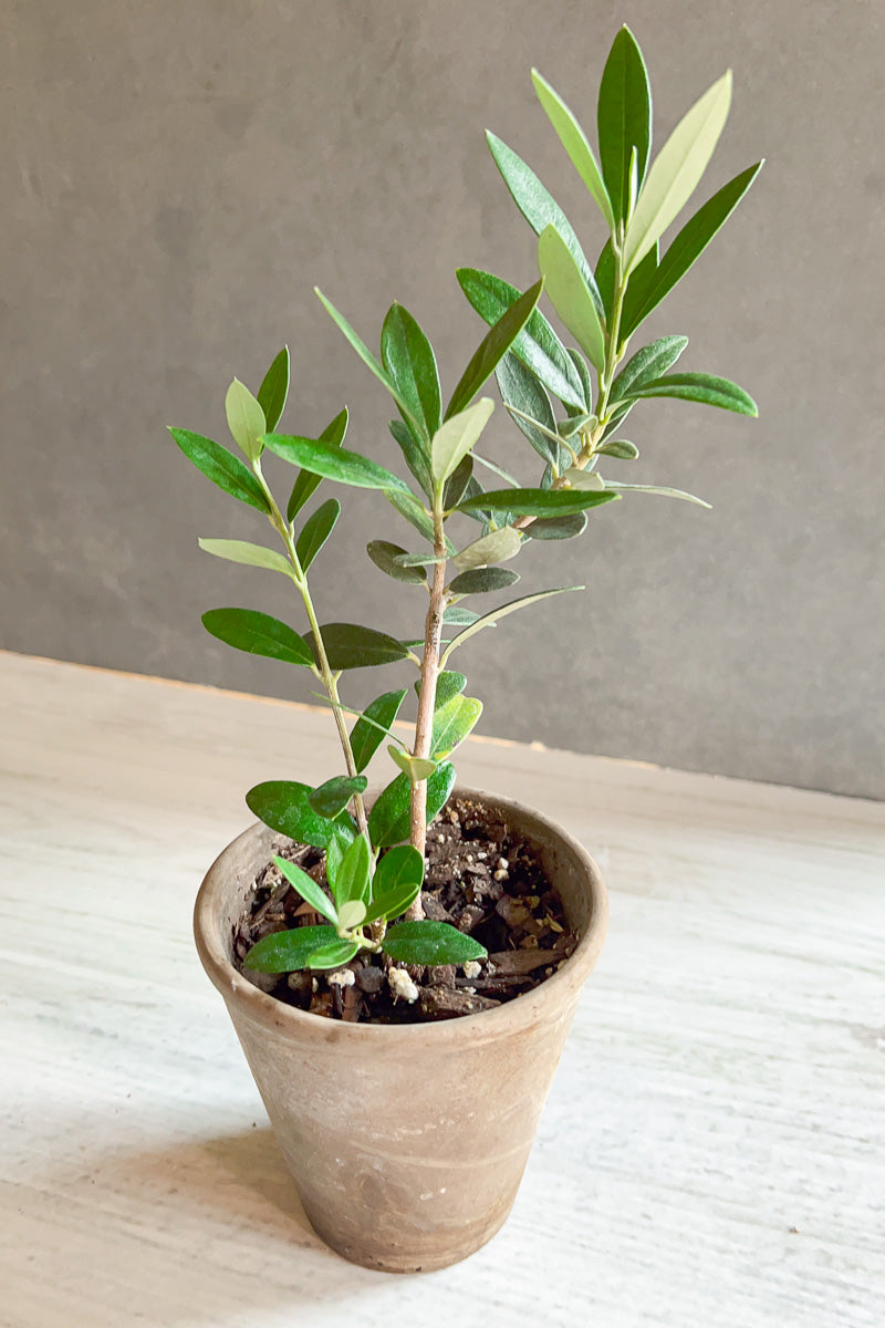 Olive Tree, 4" Pot