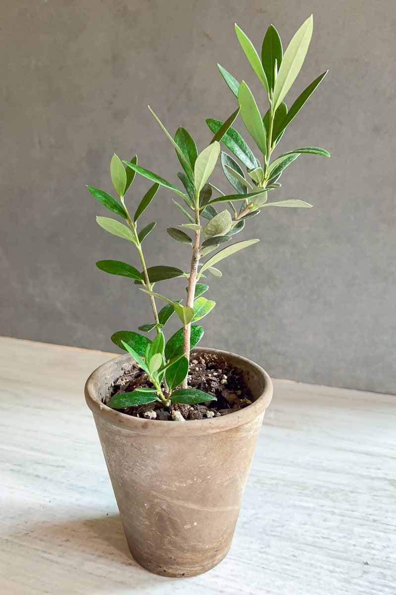 Olive Tree, 4" Pot