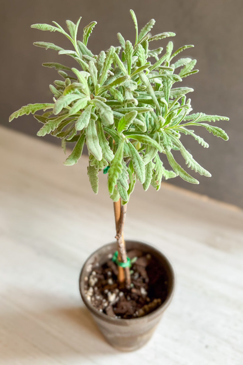 goodwin creek lavender plant Lavender, Topiary Goodwin Creek 4" Grey Clay Pot – Chalet