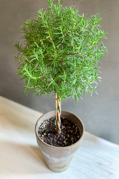 Rosemary, Topiary (Single Ball) 5
