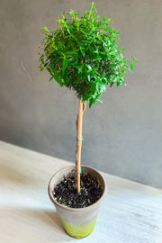 Myrtle Topiary 6" Clay Pot