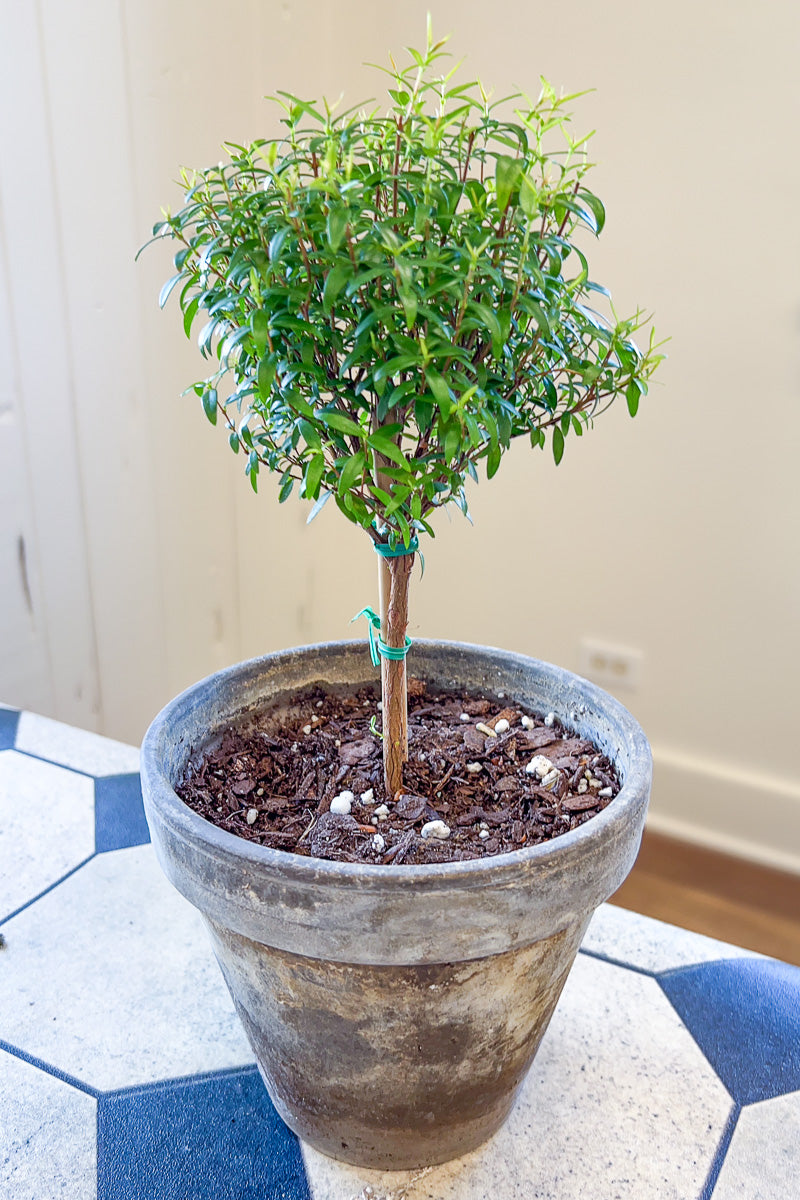 myrtle house plant Myrtle, Topiary 6"